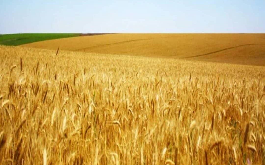 قطعات یدکی خودرو